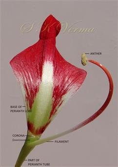  Tepal with stamen and Corona
